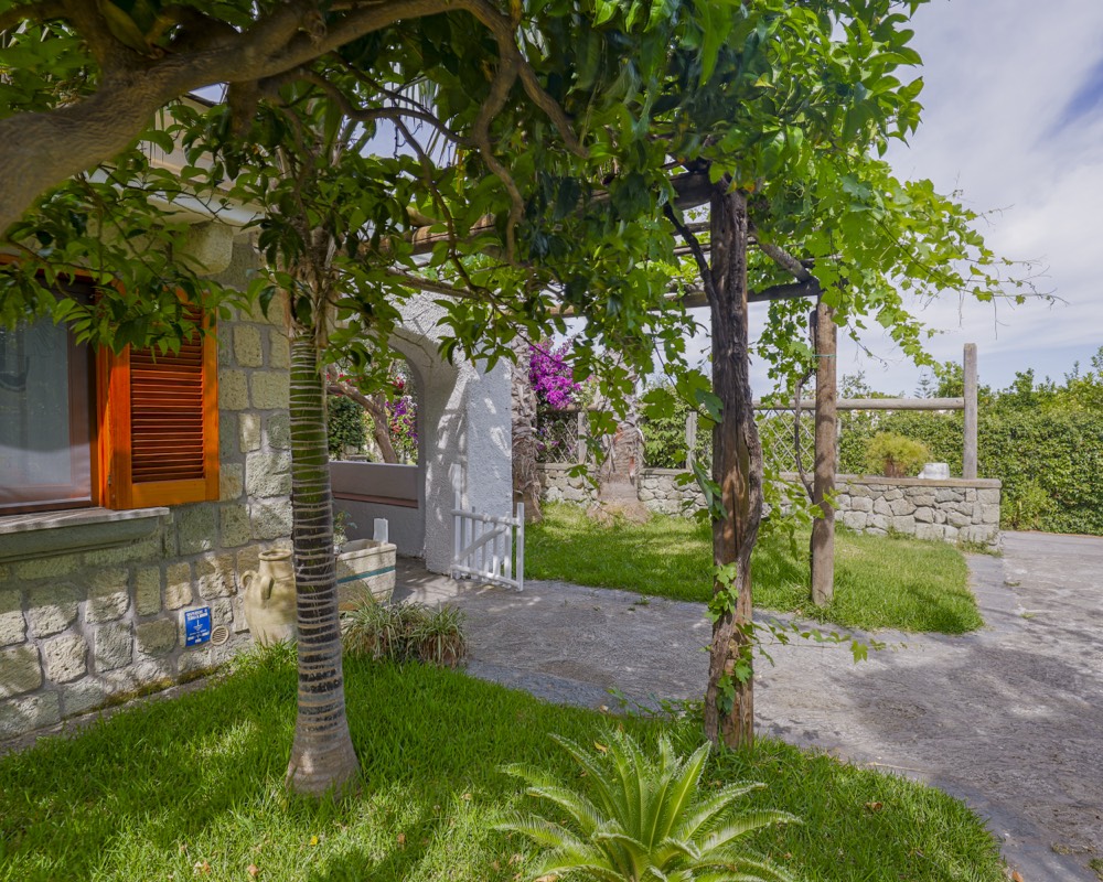 Giardino con palme davanti alla casa